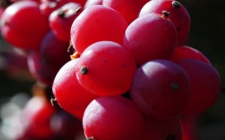 阿坝归来不看山？别急，先看看甘孜怎么说！